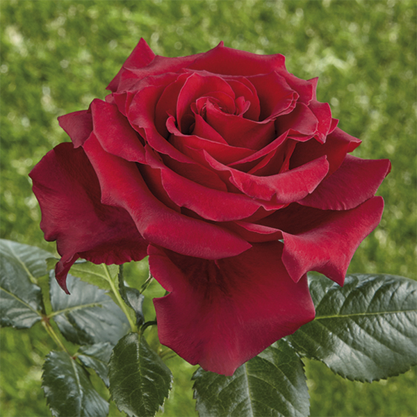 Rosa de té híbrida