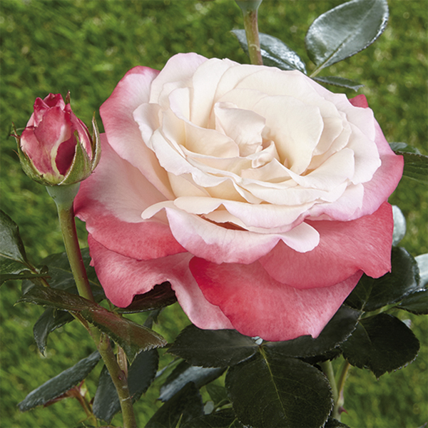 Rosa de parterre