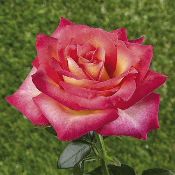 Rosa mini - enana