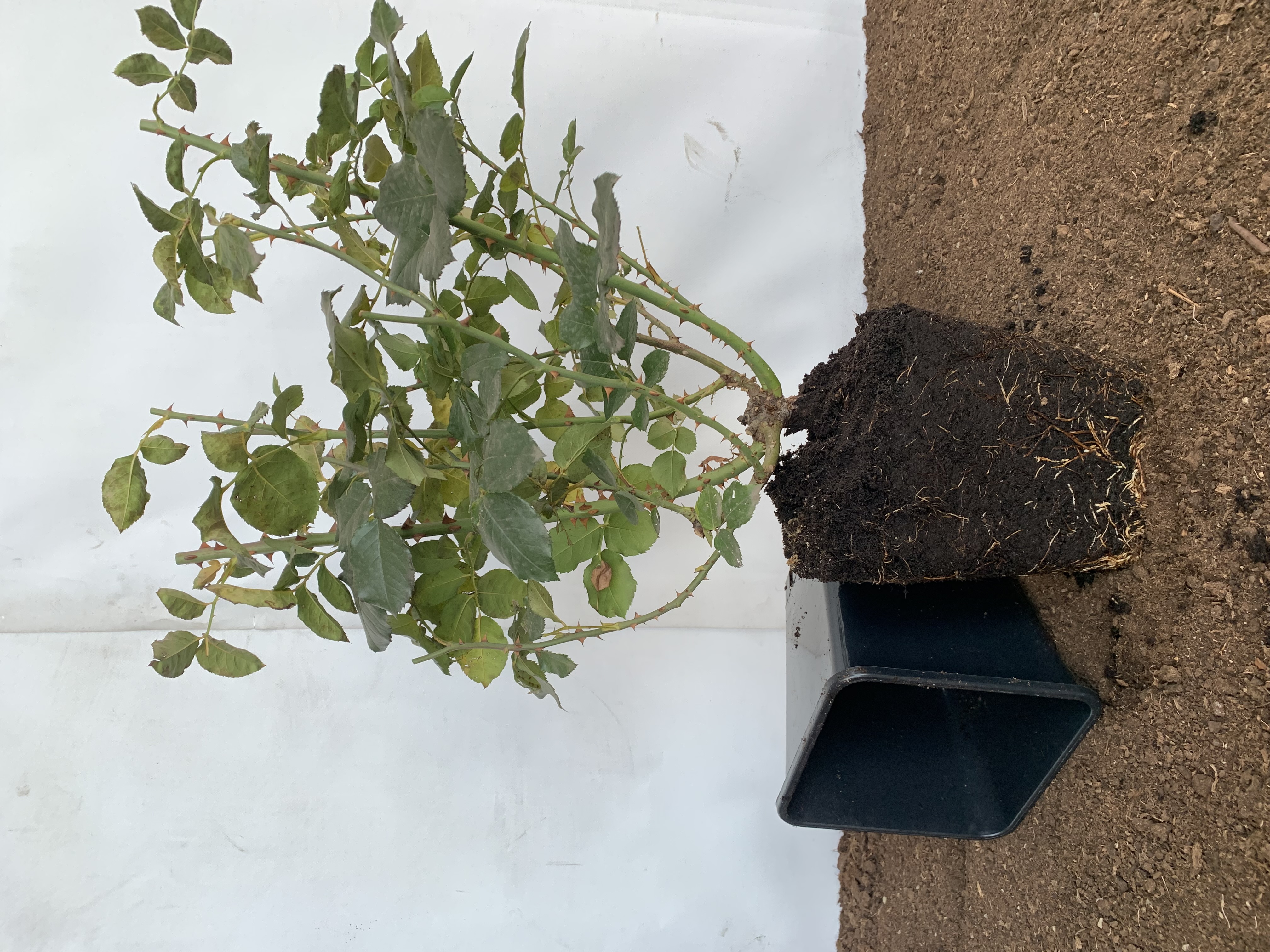 Con un sistema radicular que atraviesa el sustrato de cultivo.